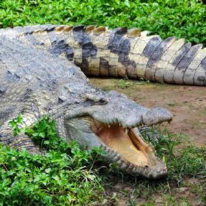 tours-black-river-crocodile